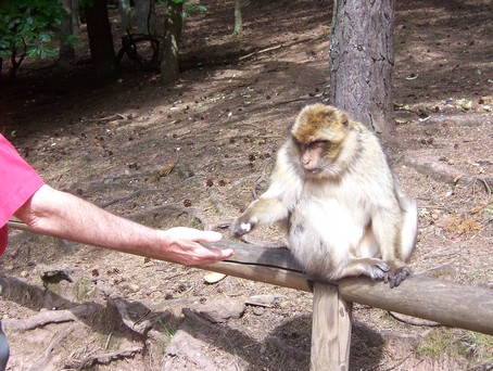 Kientzheim: La montagne des singes